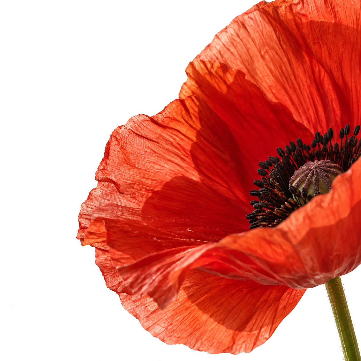 Concept photograph of a red poppy, with translucent petals against white